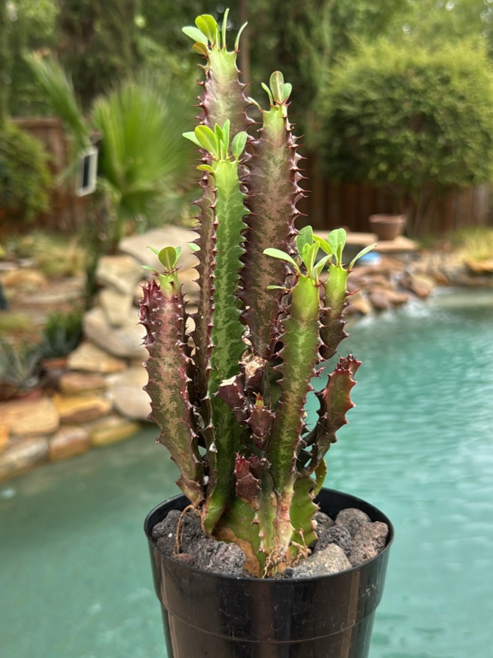 Green and Burgundy Euphorbia Trigona Red Rubra Succulent